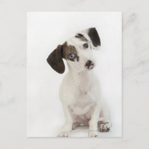 Cartão Postal Dachshund/Chihuahua