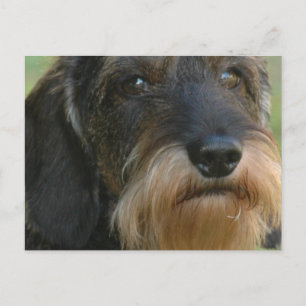 Cartão Postal dachshund com fios.png
