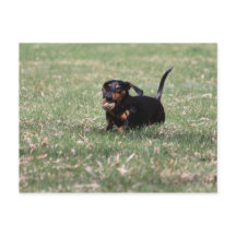 Dachshund Correndo