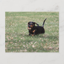 Cartão Postal Dachshund Correndo