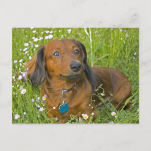 Cartão Postal dachshund de cabelos longos
