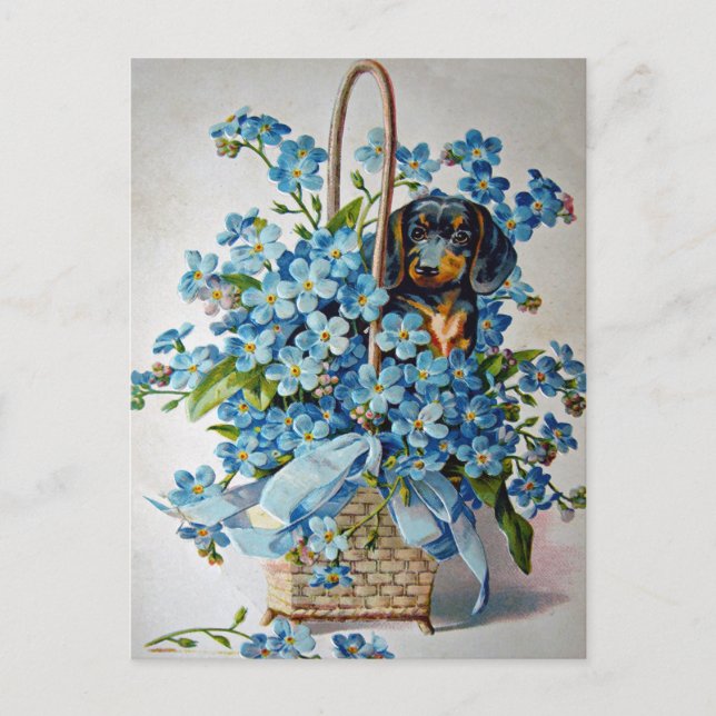 Cartão Postal Dachshund e Forget-Me-Nots (Frente)