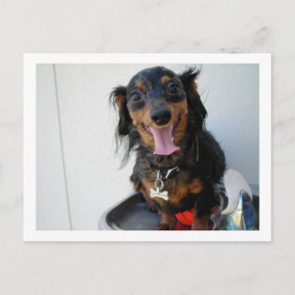 Cartão Postal Dachshund numa fonte de bebendo