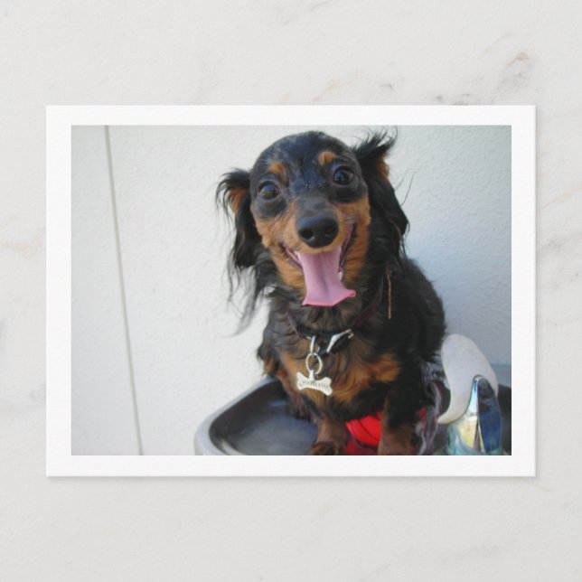 Cartão Postal Dachshund numa fonte de bebendo (Frente)