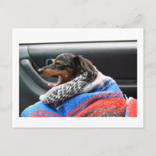 Cartão Postal Dachshund pequeno bocejo.