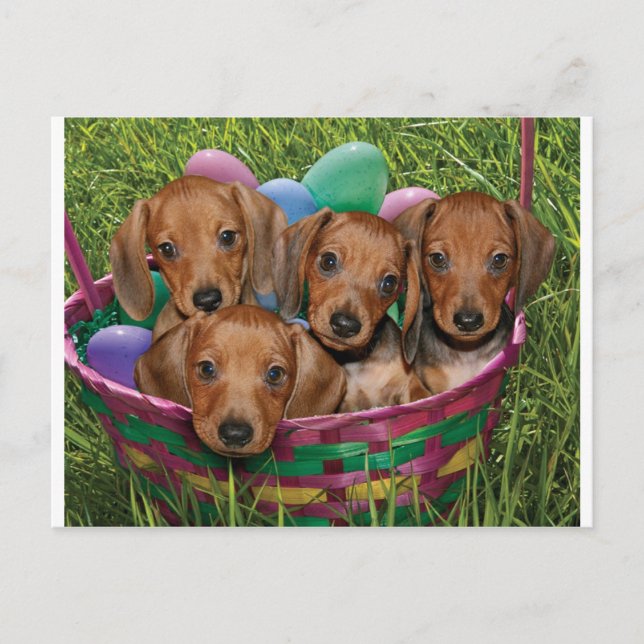 Cartão Postal Dachshund Puppies (Frente)