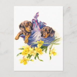 Cartão Postal Dachshund Puppies em cobertor com Daffodils