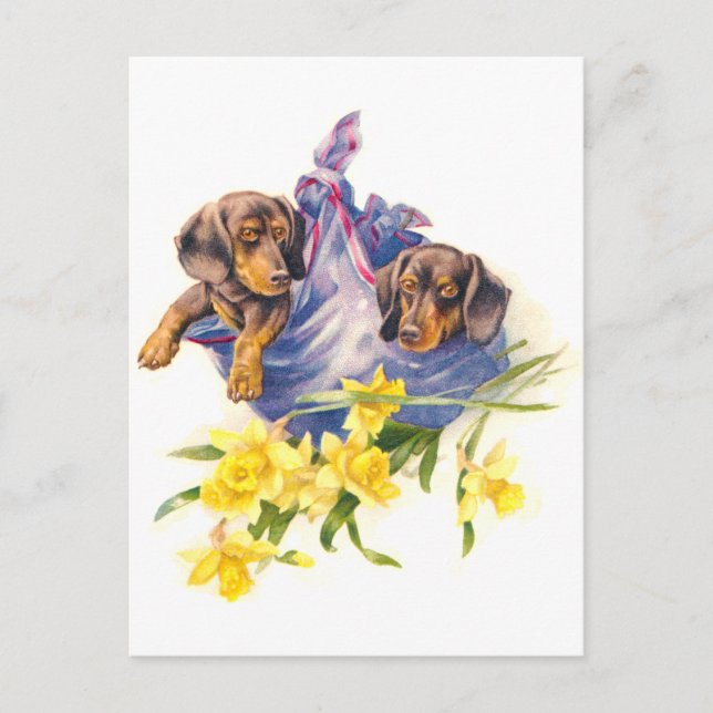 Cartão Postal Dachshund Puppies em cobertor com Daffodils (Frente)