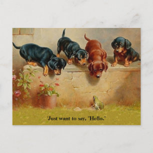 Cartão Postal Dachshund Puppies, Sapo, Olá alt.