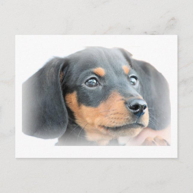 Cartão Postal Dachshund Puppy (Frente)
