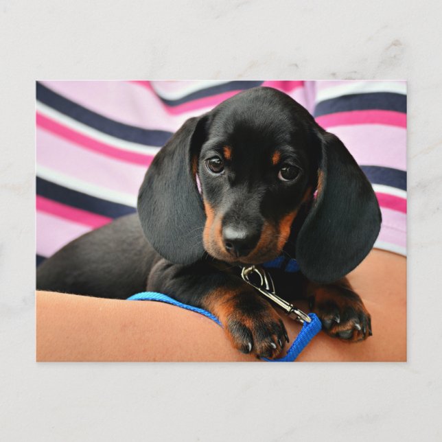 Cartão Postal Dachshund Puppy (Frente)