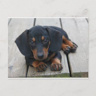 Cartão Postal Dachshund Puppy Black
