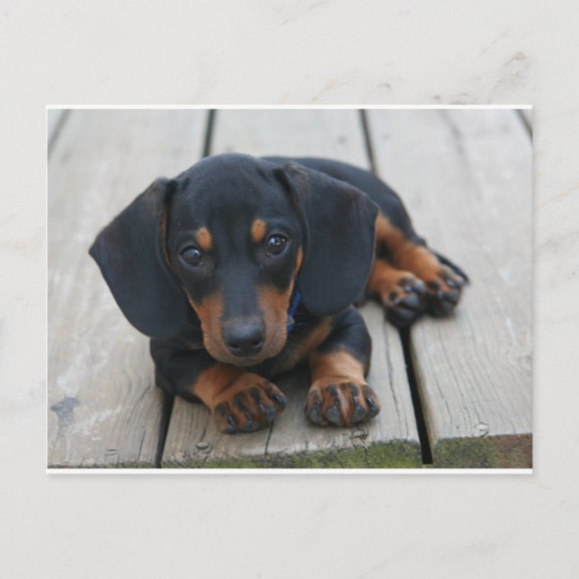 Cartão Postal Dachshund Puppy Black (Frente)