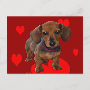 Cartão Postal DACHSHUND Puppy com Corações