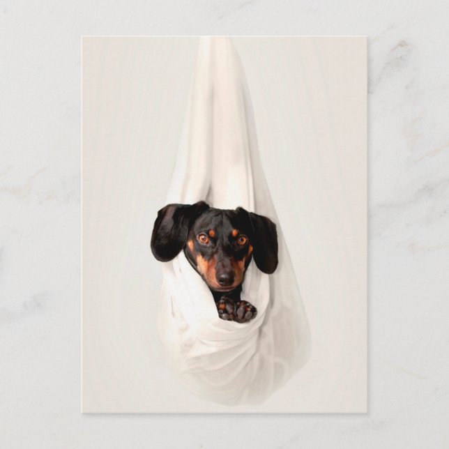 Cartão Postal Dachshund Puppy em Hammock Cachorro Bonito Adoráve (Frente)
