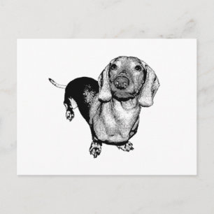 Cartão Postal Dachsund Doxie, Foto Branca e Preta, de Meio-Tons