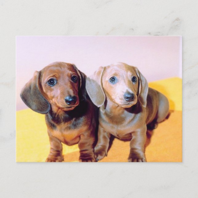 Cartão Postal Dachsund Puppies (Frente)