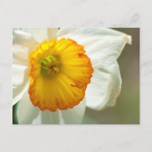 Cartão Postal Daffodil