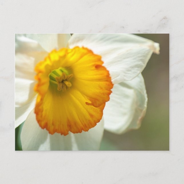 Cartão Postal Daffodil (Frente)
