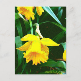 Cartão Postal 'Daffodil Amarelo'