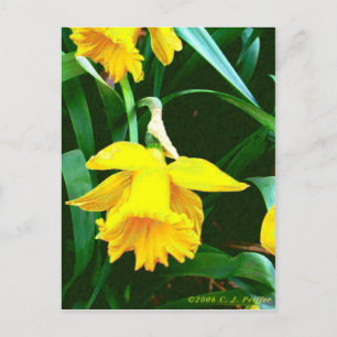 Cartão Postal 'Daffodil Amarelo'