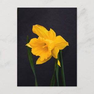 Cartão Postal Daffodil Amarelo