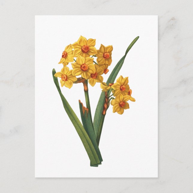Cartão Postal Daffodil Amarelo Botânico (Frente)