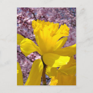 Cartão Postal Daffodil Cartão-postal Flores de Flor de Flor Rosa