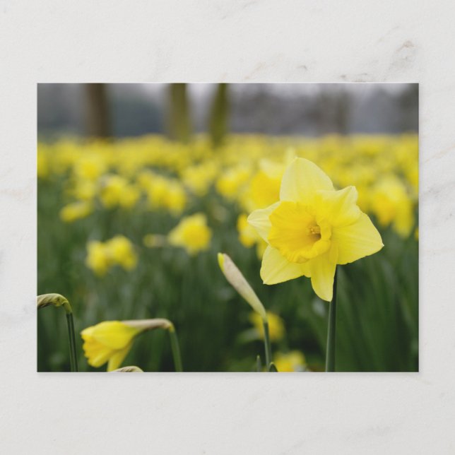 Cartão Postal Daffodilos (RF) (Frente)