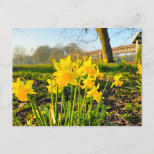 Cartão Postal Daffodils