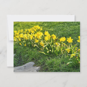 Cartão Postal Daffodils