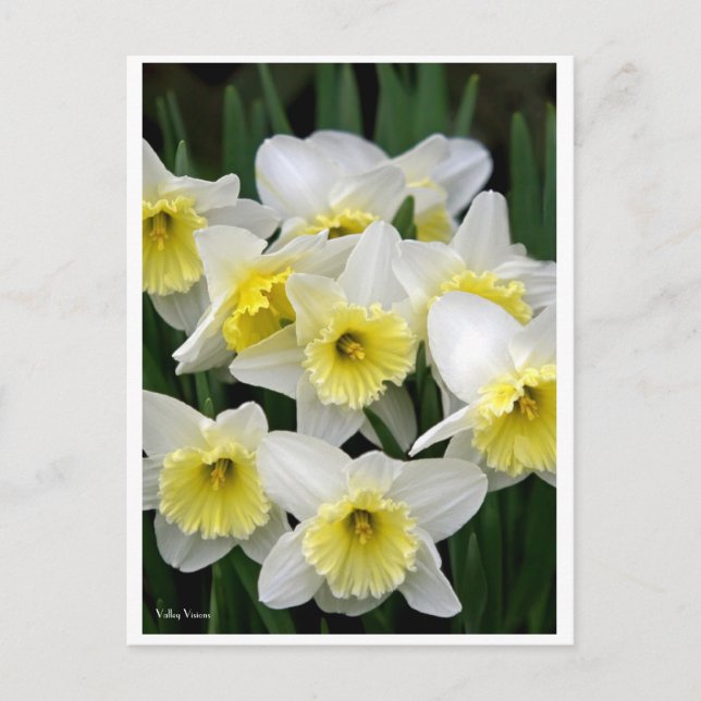 Cartão Postal Daffodils (Frente)