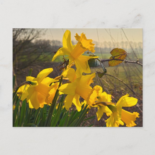 Cartão Postal Daffodils (Frente)