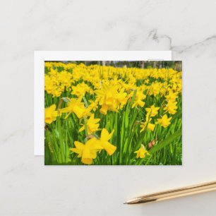 Cartão Postal Daffodils