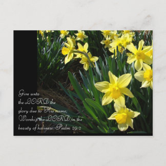 Cartão Postal Daffodils
