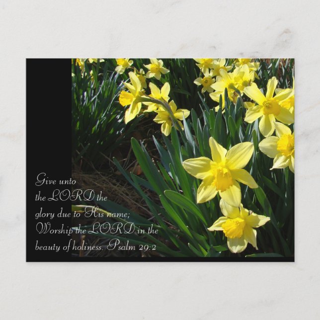 Cartão Postal Daffodils (Frente)