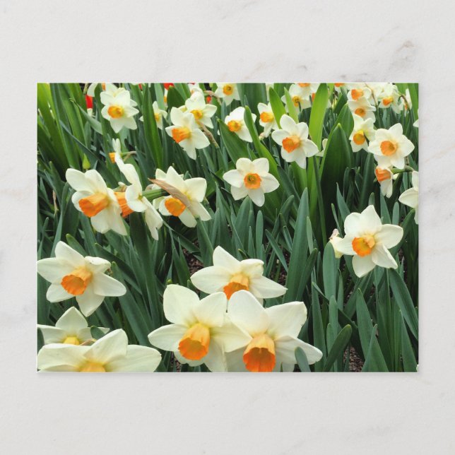 Cartão Postal Daffodils (Frente)