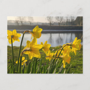 Cartão Postal Daffodils