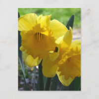 Daffodils