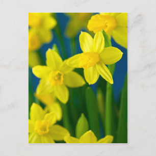 Cartão Postal Daffodils