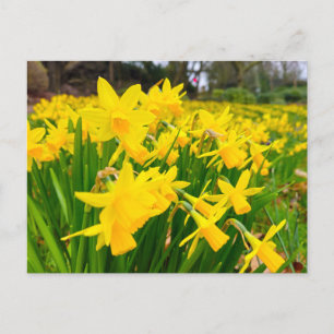 Cartão Postal Daffodils