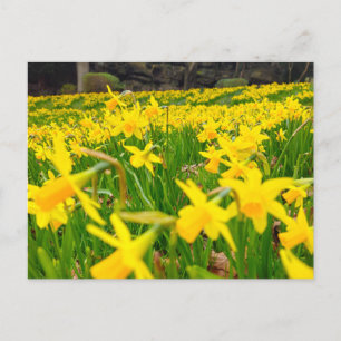 Cartão Postal Daffodils