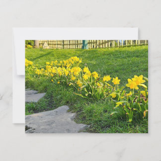 Cartão Postal Daffodils