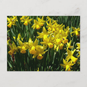 Cartão Postal Daffodils Amarelos I Flores De Mola Cheery