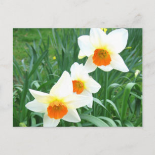 Cartão Postal Daffodils brancos - Cartão-postal