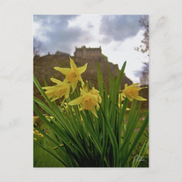 Cartão Postal Daffodils [Cartão postal]