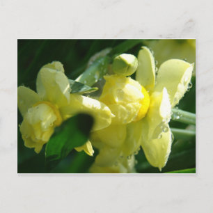 Cartão Postal Daffodils Com Gotas De Água