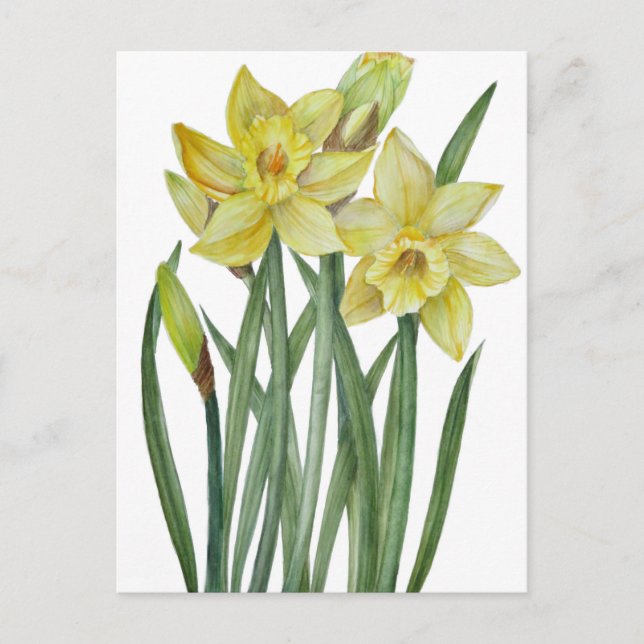 Cartão Postal Daffodils De Aquarela Ilustração De Retrato De Flo (Frente)