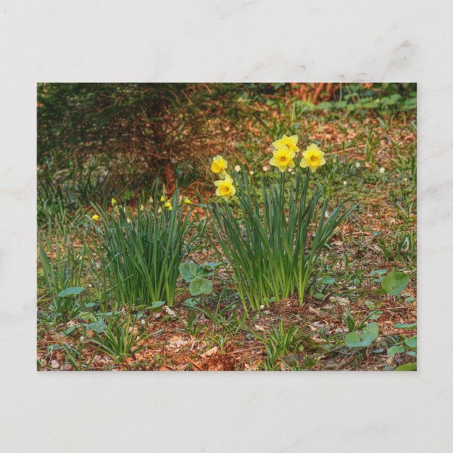 Cartão Postal Daffodils de Primavera precoce (Frente)