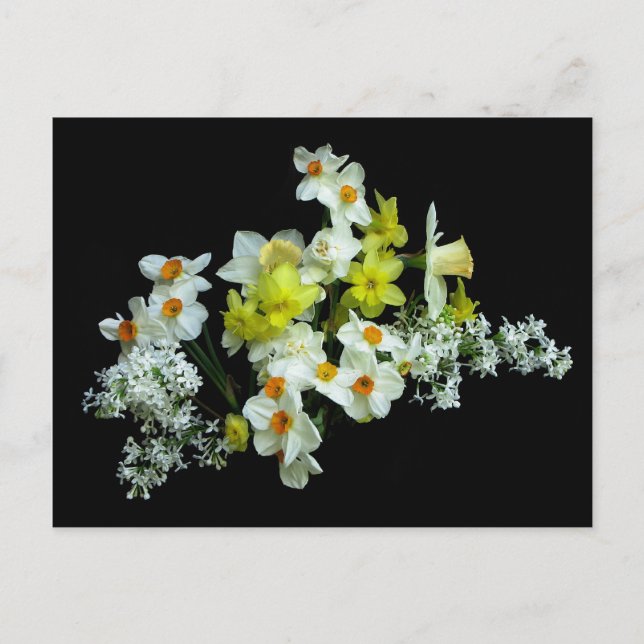 Cartão Postal Daffodils e Lilacs (Frente)